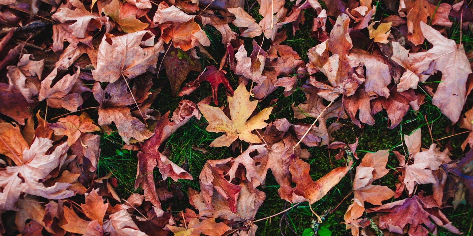 How to prepare your lawn for autumn